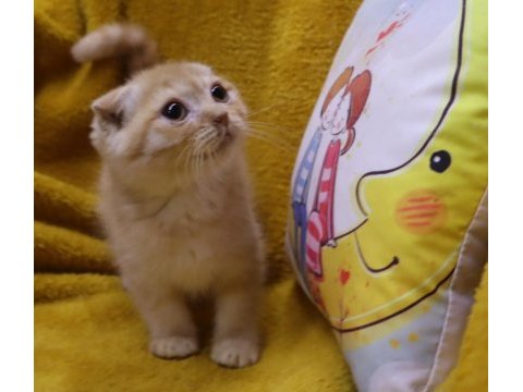 Scottish fold erkek yavru uygun