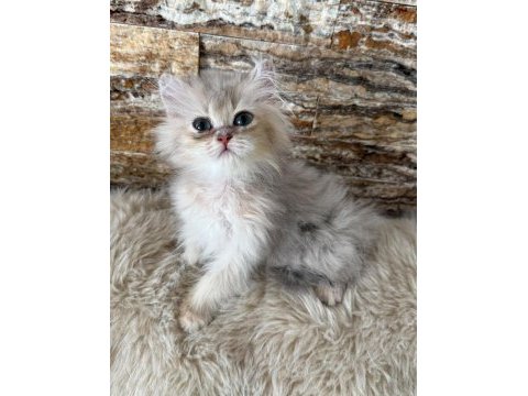 British longhair erkek yavru kedimiz
