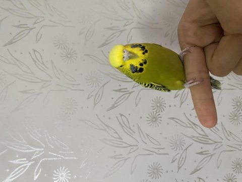 Spangel taşıyıcı kırma dişi kuşumuz
