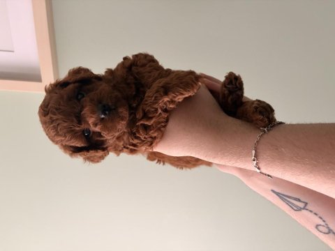 Toy poodle yavruları
