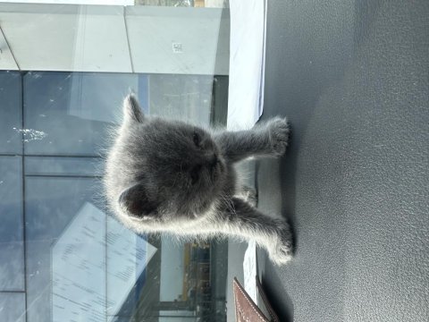 Yavrular 45 günlük kırık kulak scottish fold