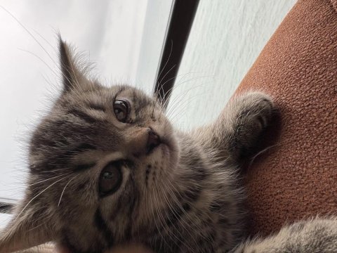 2 aylık yavru kedi british shorthair