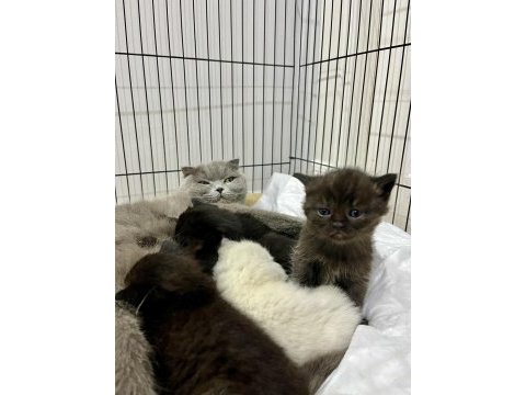 Bluepoint scottish fold ve straight bebekler rezerveye açık