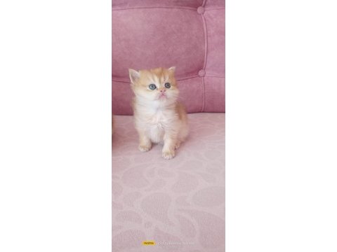 Safkan golden british bebekler