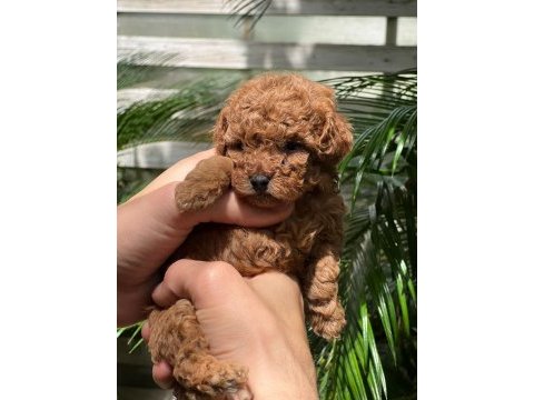 Tea cup evde büyüyen poodle bebeklerim