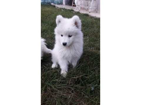 Akkuş üretim çiftliğinden samoyed yavruları