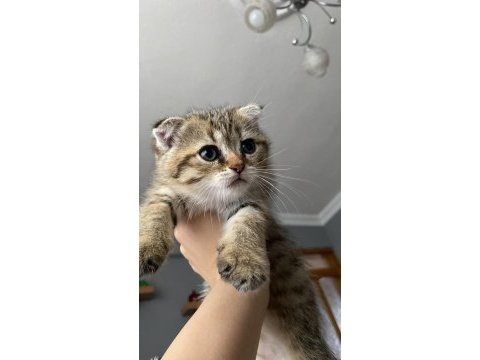 2.5 aylık yavrumuz scottish fold