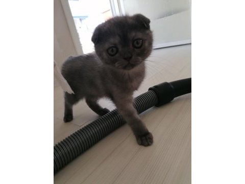 Scottish fold dişi karnesi bile hazır