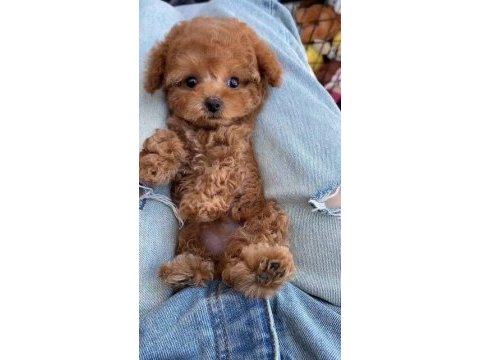 Minik ve sevimli maltipoo