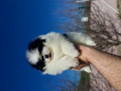 Yok denilecek kadar az panda pomeranian yavrular