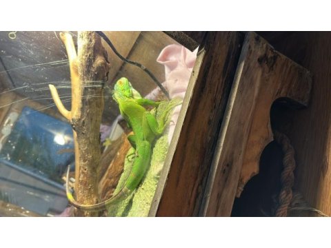Yavru yeşil iguana cites belgeli mikro çipli