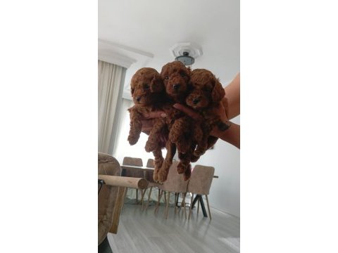 Toy kore karışımı safkan poodle lekesiz