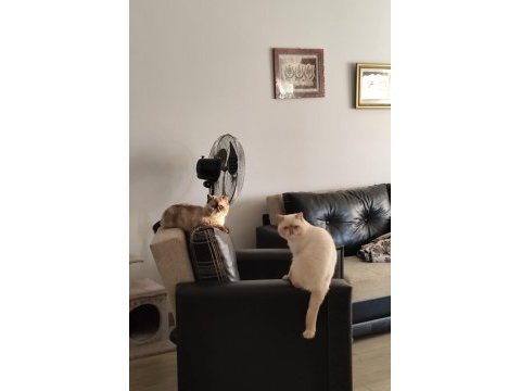 Dişi exotic shorthair kedisi