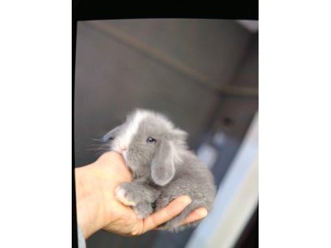 Veteriner hekimden hollanda lop mini lop ve cüce tavsan