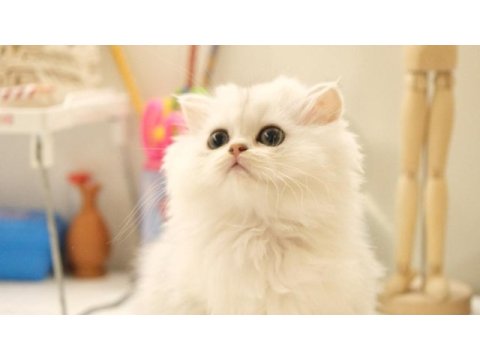 British longhair silver top kafa yavrumuz