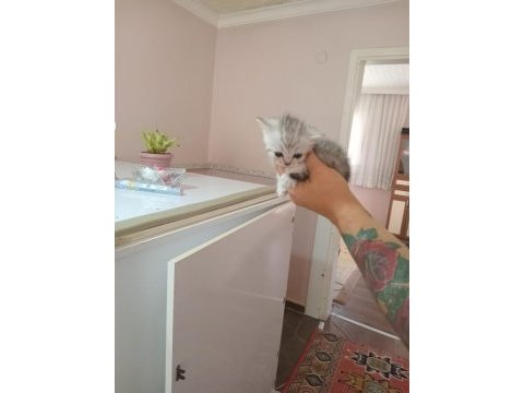 Nadir tür minyon british shorthair
