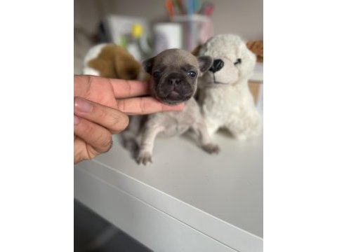 Mikro exotic french bulldog yavrular