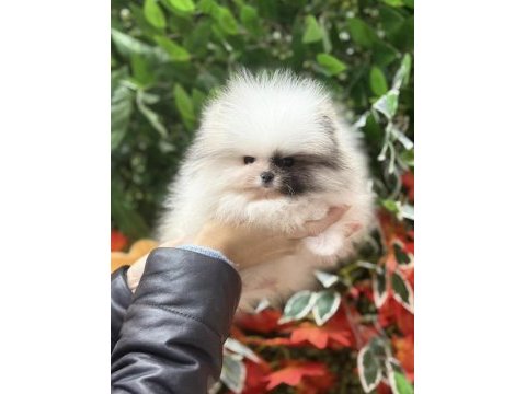 A kalite pomeranian yavrular