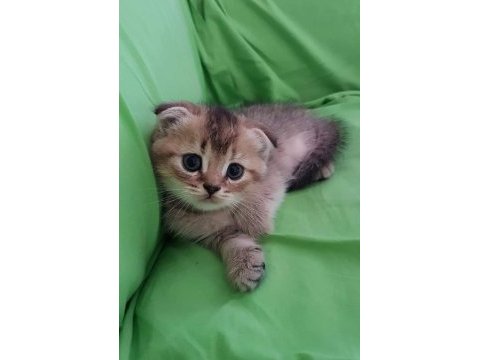 Golden scottish tricolor
