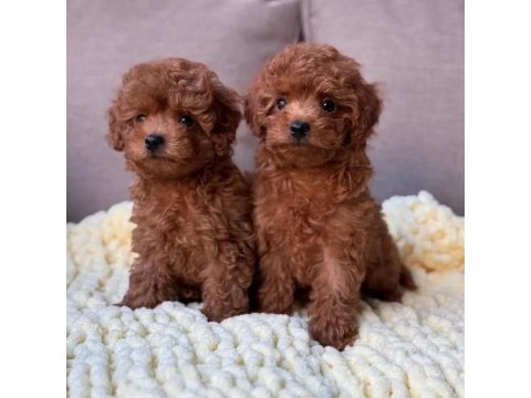 Full safkan toy poodle yavrumuz teslime hazır