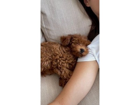 Toy poodle aile ortamından