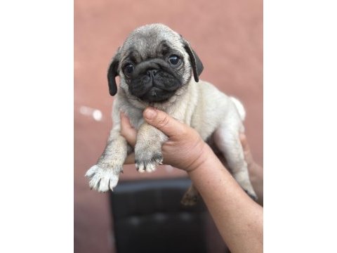 Pug mops yavru köpekler