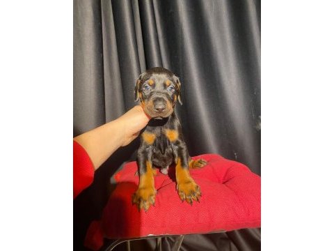 Nadir renk king doberman yavrular (estetikli)