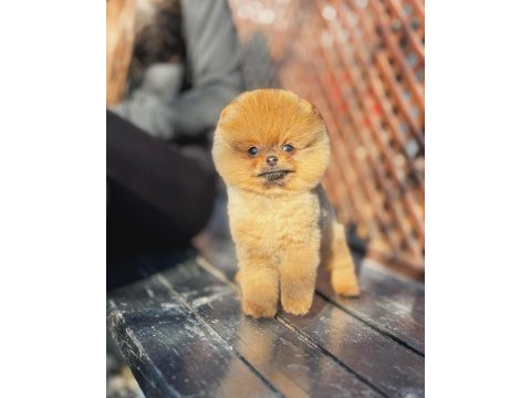 Orange renk pomeranian boo