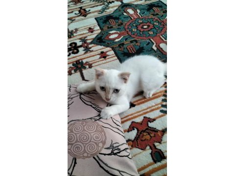 Scottish fold pati yeni yuvasını arıyor