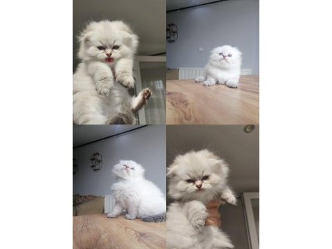 2 aylık scottish fold tosuna yeni yuva arıyoruz