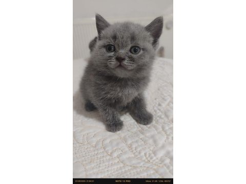 3 british kedisi yavrusu 2 aylık