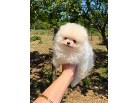 Sağlık ve ırk garantili pomeranian boo