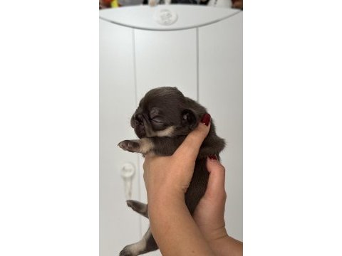 French bulldog ev ortamından