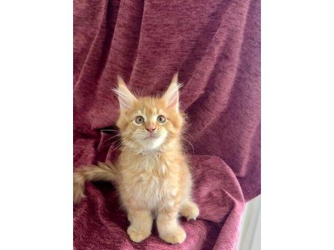 Maine coon özel yavrular