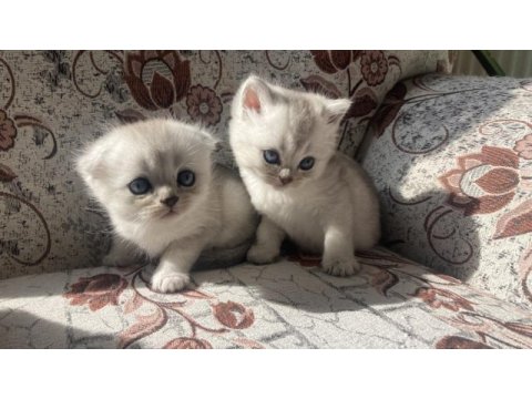 British longhair ve british shorthair bebişler