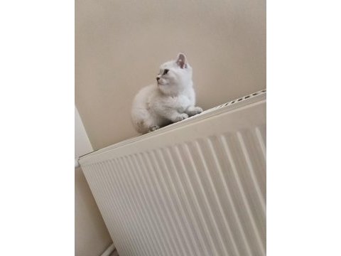 Dişi safkan ayıcık surat bebek kediler