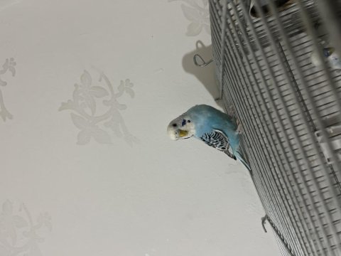 Kolaylıkla konuşturabileceğiniz bebek muhabbet