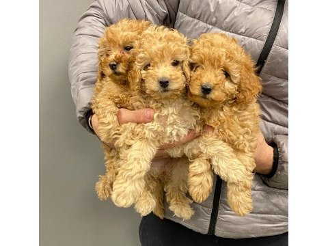 2 aylık poodle yavrular