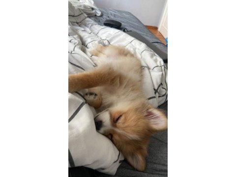 Pomeranian yavrular