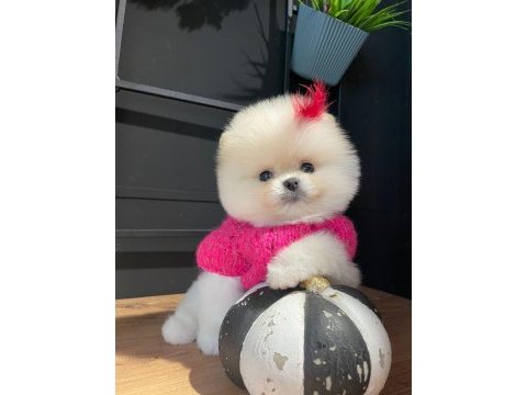 Efsane dişi pomeranian