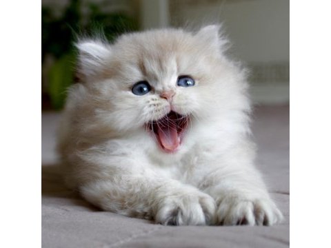 Neşe topu ay golden british longhair 