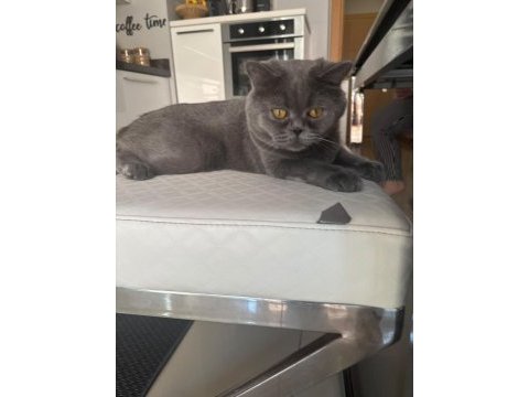 British shorthair kedimiz duman