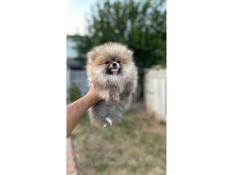 Pomeranian boo yavrular
