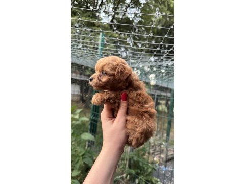 Yavru teacup maltıpoo