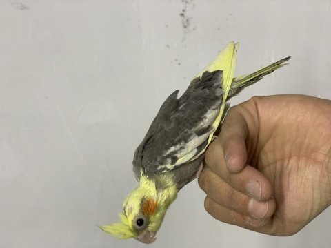 Sultan papağanı yem kırmasına bir hafta var