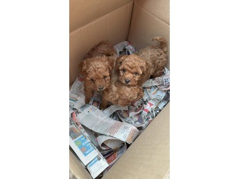 Wc eğitimli toy poodle yavruları uygun fiyatlı