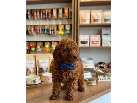 Toy poodle dişi erkek