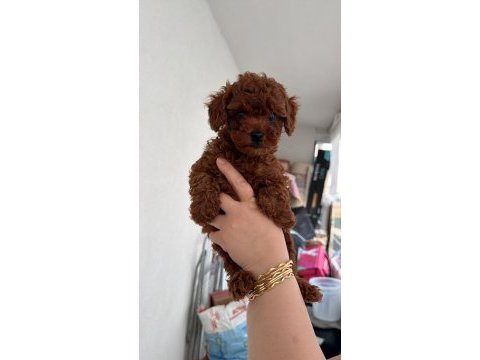 A kalite toy poodle