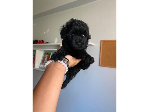 Nadir black renk erkek poodle yeni sahibini arıyor