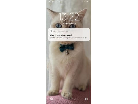 British shorthair kedilerim